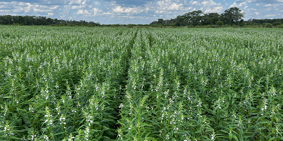 Fields of green plants with white flowers.