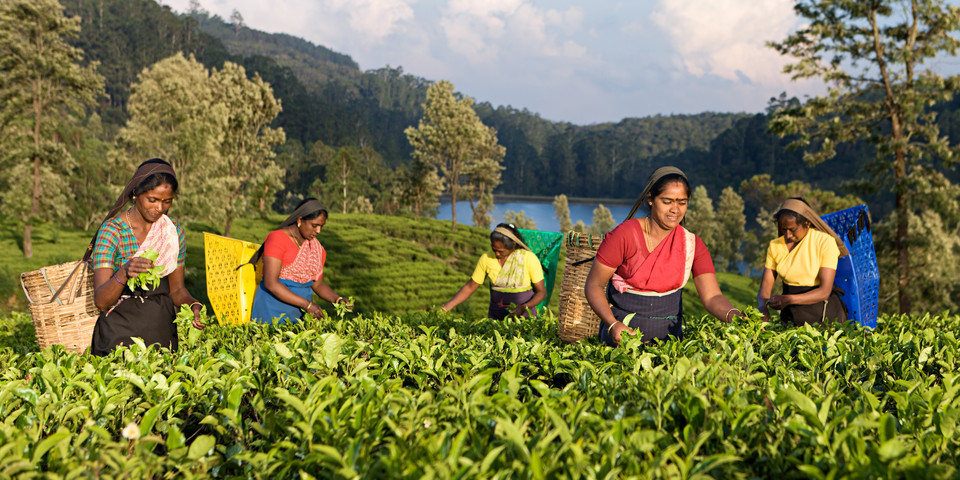 Kvinnor på teplantage
